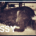 Wendigo - Bessy