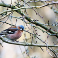 Buchfink im Herbst