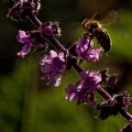 P1055089 Makro