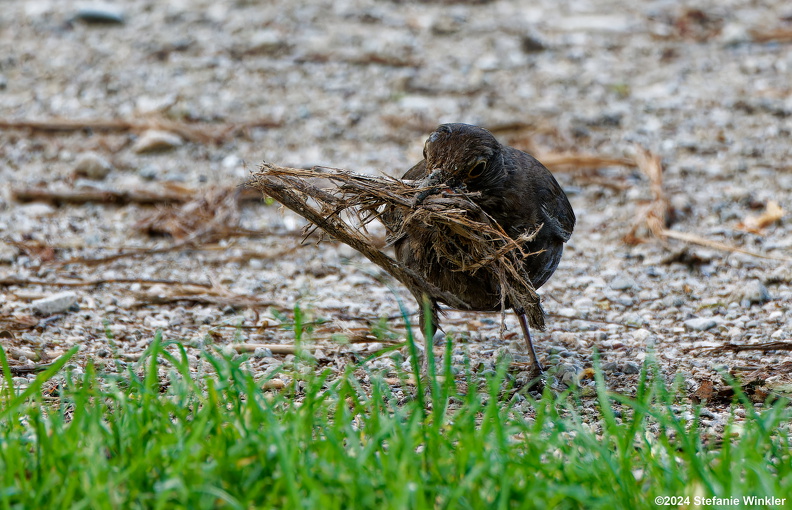 Amsel bekommt den Schnabel nicht voll