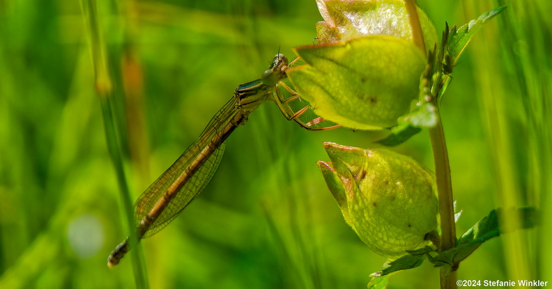 P5270262Libelle