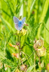 P5270269Bachstelze