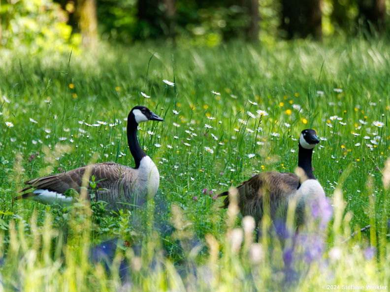 Kanadagänse im Schlosspark Schleissheim