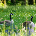Kanadagänse im Schlosspark Schleissheim