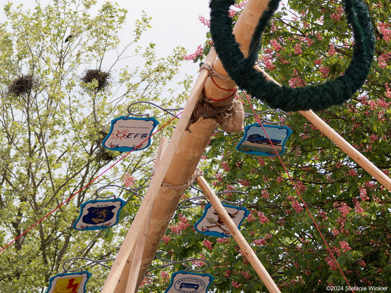 P5010912Maibaum2024