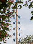 P5011409Maibaum2024