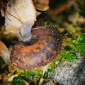 Haarschnecke