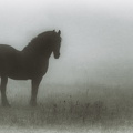 Pferd im Nebel