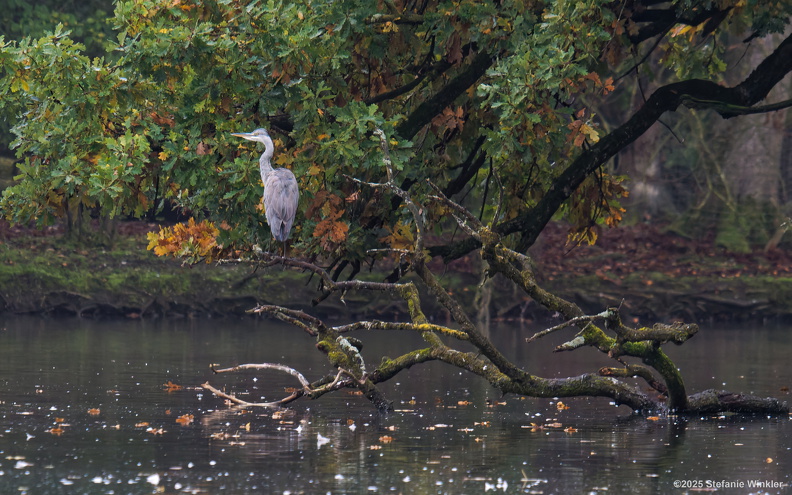 Reiher Nymphenburger Schlosspark