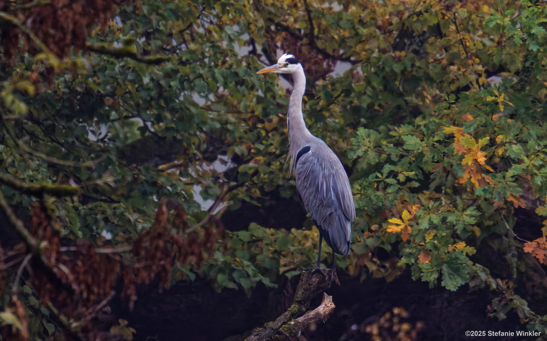 Reiher Nymphenburger Schlosspark 2