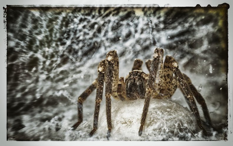 Nosferatu-Spinne bewacht ihr Nest